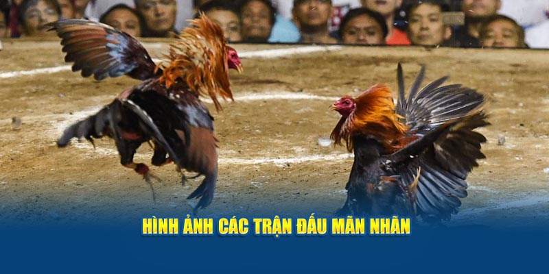 hinh-anh-cac-tran-dau-man-nhan