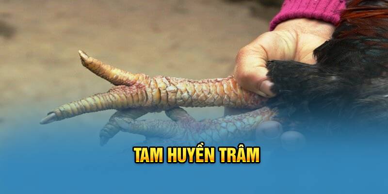 tam-huyen-tram